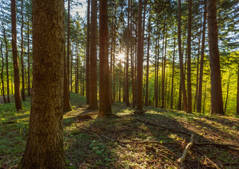 Pine forest with sun rays in spring