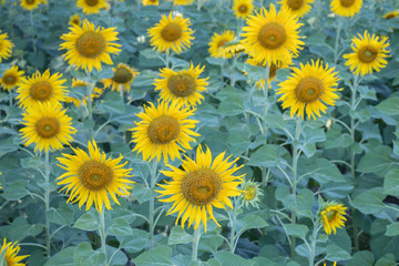 Sun flower in fields.Beautiful sun flowers background.