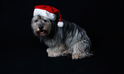 Havanese Dog