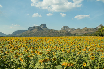 field of blooming sunflowers on a nature background.