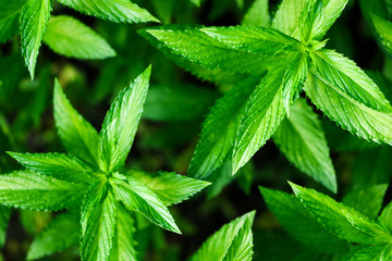 Green mint leaves. Close-up.