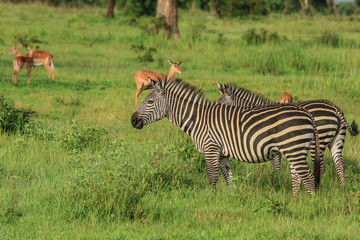 Fototapeta na wymiar Black and White Striped Zebras in the Mikumi National Park, Tanzania