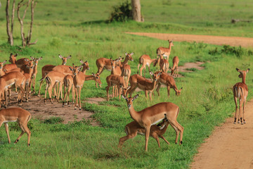 Wild Impalas in the Mikumi National Park, Tanzania