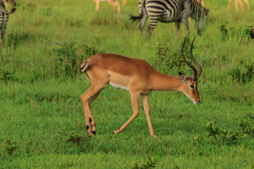 Wild Impalas in the Mikumi National Park, Tanzania