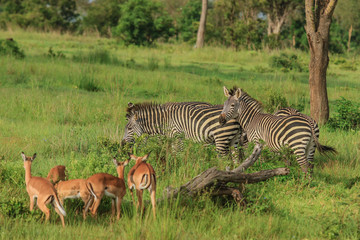 Fototapeta premium Wild Zebras in the Mikumi National Park, Tanzania