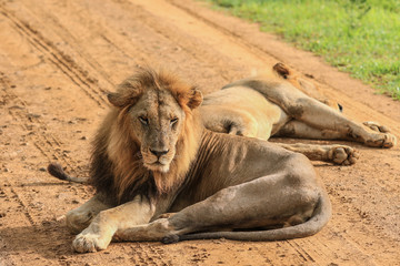 Big Lion leaning on the Road, Mikumi National Park, Tanzania