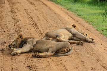 Big Lion leaning on the Road, Mikumi National Park, Tanzania
