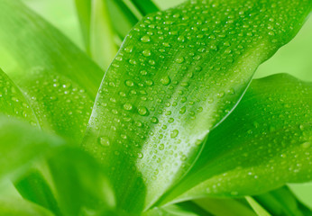 Morning dew