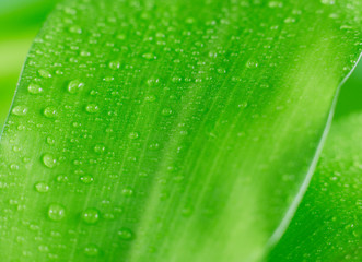 Raindrops on a leaf