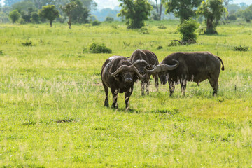 Naklejka na ściany i meble Big Black Buffalo in the Mikumi National Park, Tanzania