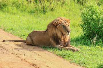 Big Lion leaning on the Road, Mikumi National Park, Tanzania