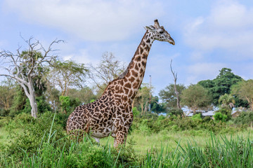 Long Neck Spotted Giraffes in the Mikumi National Park,  Tanzania