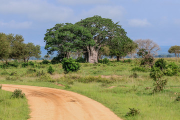 Big Green Trees in the Mikumi National Park, Tanzania