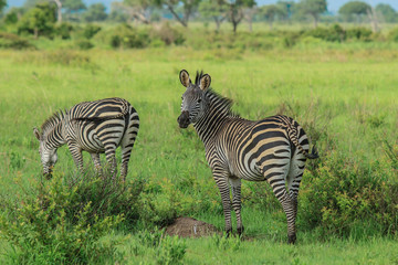 Fototapeta na wymiar Black and White Striped Zebras in the Mikumi National Park, Tanzania