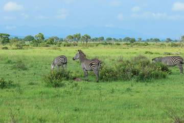 Black and White Striped Zebras in the Mikumi National Park, Tanzania