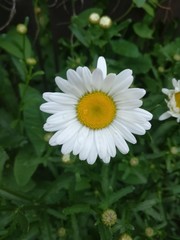 Obraz premium flowers