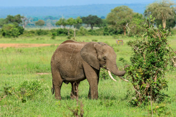 Naklejka na ściany i meble Elephants in the Mikumi National Park, Tanzania