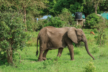 Fototapeta na wymiar Elephants in the Mikumi National Park, Tanzania