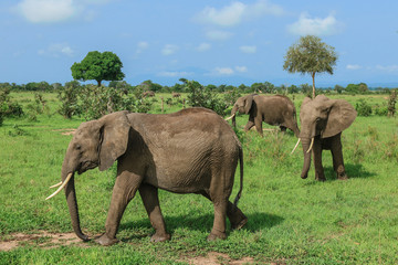 Elephants in the Mikumi National Park, Tanzania