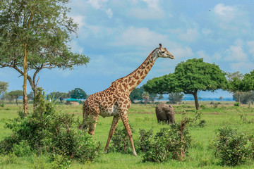 Long Neck Spotted Giraffes in the Mikumi National Park,  Tanzania