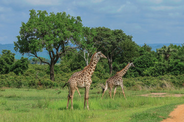 Long Neck Spotted Giraffes in the Mikumi National Park,  Tanzania