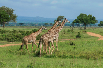 Long Neck Spotted Giraffes in the Mikumi National Park,  Tanzania