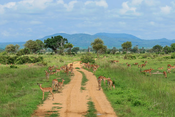 Fototapeta na wymiar Wild Impalas in the Mikumi National Park, Tanzania