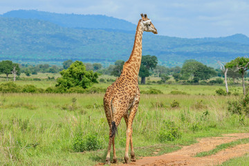 Wild Giraffes in the Mikumi National Park, Tanzania  
