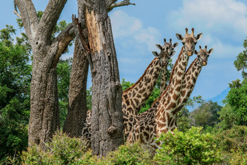 Obraz premium Long Neck Spotted Giraffes in the Mikumi National Park, Tanzania