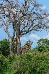 Fototapeta na wymiar Long Neck Spotted Giraffes in the Mikumi National Park, Tanzania
