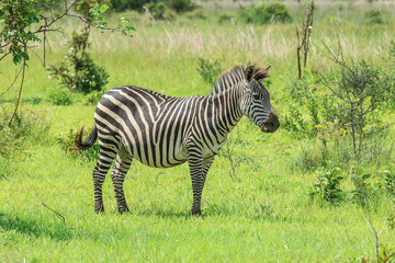 Black and White Striped Zebras in the Mikumi National Park, Tanzania