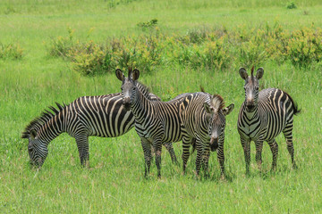 Plakat Black and White Striped Zebras in the Mikumi National Park, Tanzania