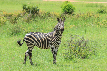 Black and White Striped Zebras in the Mikumi National Park, Tanzania
