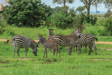 Obraz premium Black and White Striped Zebras in the Mikumi National Park, Tanzania