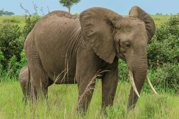 Fototapeta na wymiar Elephants in the Mikumi National park, Tanzania