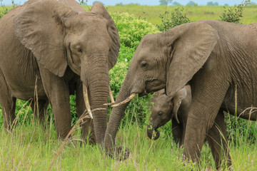 Naklejka na ściany i meble Elephants in the Mikumi National park, Tanzania