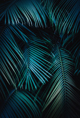Tropical Background of palm tree leaves with a blue hue