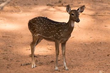 The sika deer On brown ground.