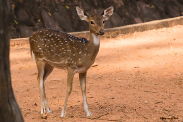 The sika deer On brown ground.