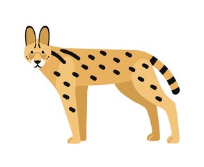 Serval isolated on white background