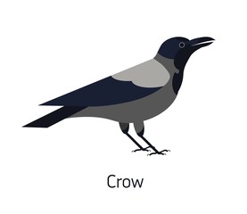 Obraz premium Hooded crow isolated on white background