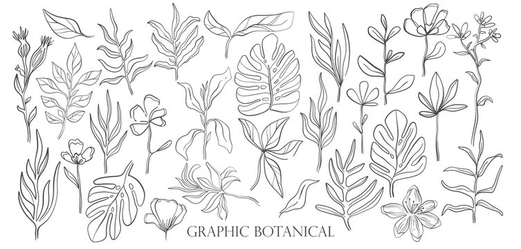 Hand drawn set sketch style Wild flowers . Line nature style,Drawing flora,hand drawn botany.