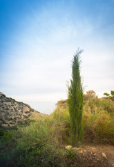 Fototapeta na wymiar Cypress in Alicante, Spain. Valensia region