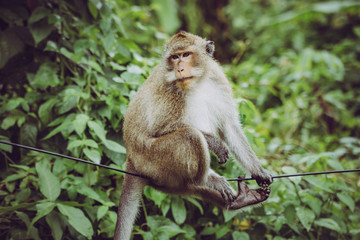 Closeup of monkey sitting cool on an electric wire in Thailand.