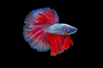 Keuken spatwand met foto The moving moment beautiful of siamese betta fish or splendens fighting fish in thailand on black background. Thailand called Pla-kad or fancy half moon fish. © Soonthorn