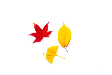 Herbstblätter auf weißem Hintergrund