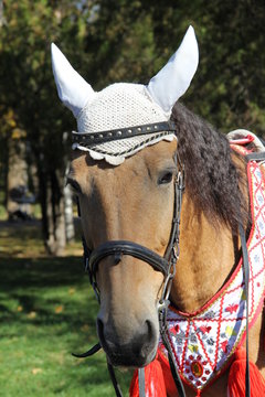portrait of horse