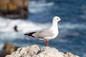 Gull on a stone