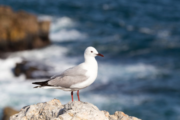 Gull on a stone