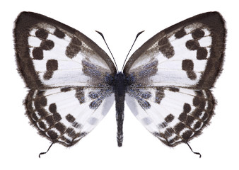 Butterfly Castalius rosimon on a white background